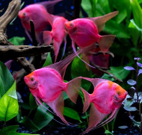 angel glofish|angelfish near me.